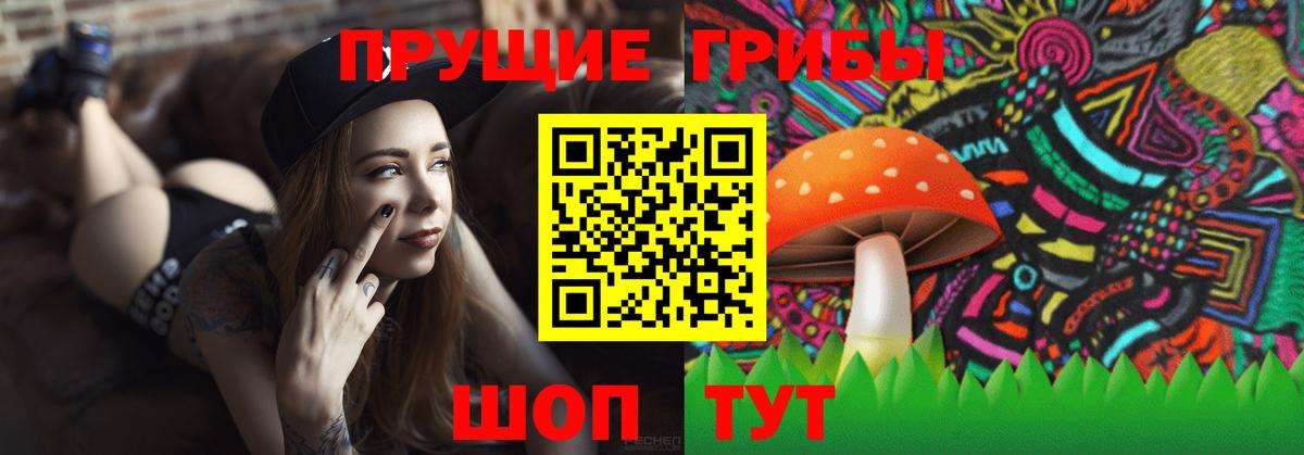 Галлюциногенные грибы Psilocybe Гурьевск